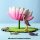 Lotus Blume - BUMBUTOYS
